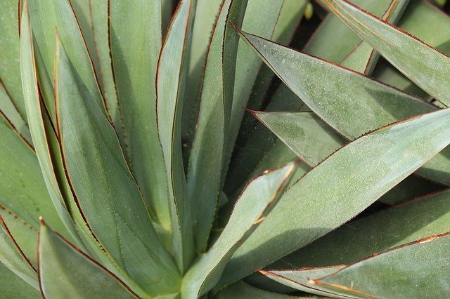 Free download Succulents Plants Nature -  free photo or picture to be edited with GIMP online image editor