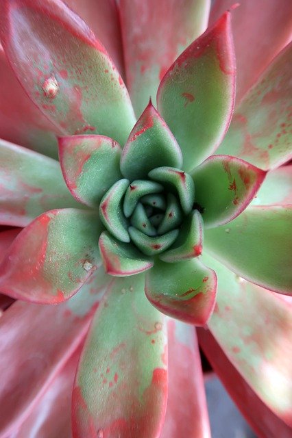 Free download Succulent Spring Garden -  free free photo or picture to be edited with GIMP online image editor
