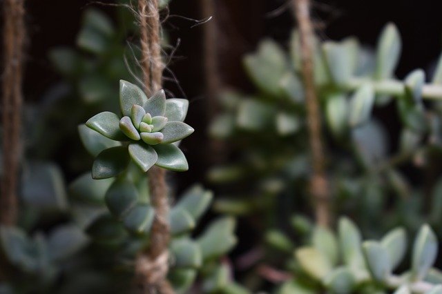 Free download Succulents Succulent Plant Indoor -  free photo or picture to be edited with GIMP online image editor