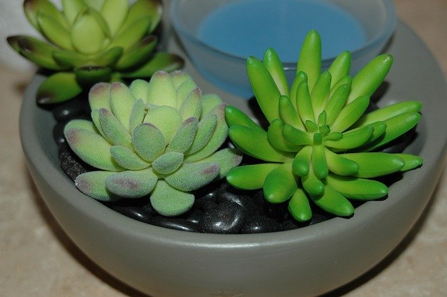 Free download Succulent Wax Warmer -  free photo or picture to be edited with GIMP online image editor