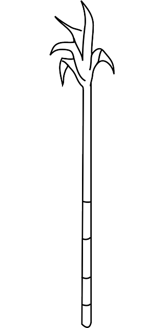 Free download Sugarcane Cane Sugar - Free vector graphic on Pixabay free illustration to be edited with GIMP free online image editor