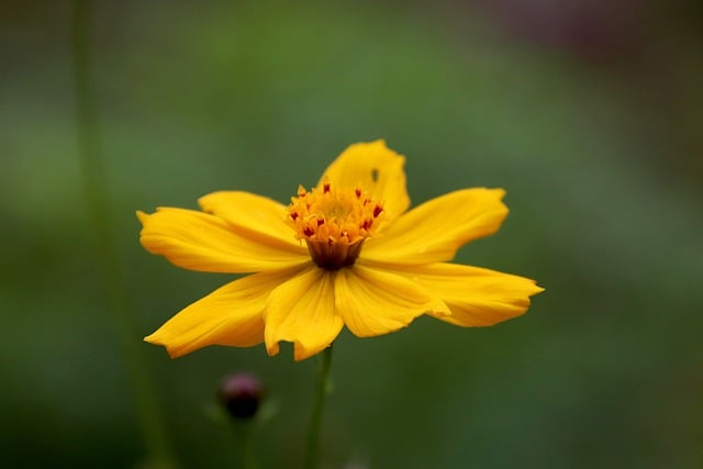 Free download sulphurous cosmos flowers plants free picture to be edited with GIMP free online image editor