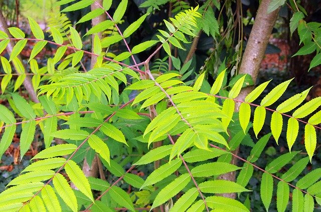 Free download Sumac Rhus Typhyna Staghorn -  free photo or picture to be edited with GIMP online image editor