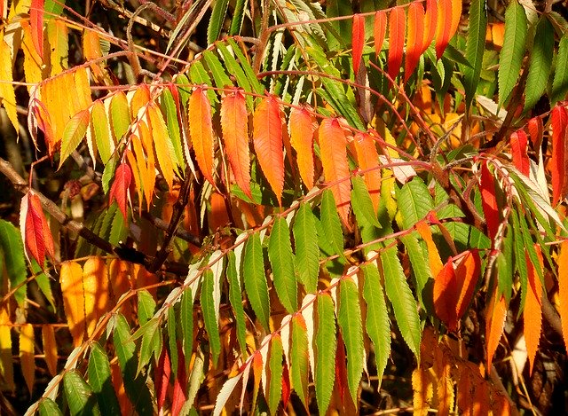 Free picture Sumac Tree Rhus Typhina -  to be edited by GIMP free image editor by OffiDocs
