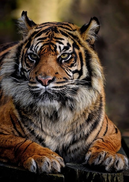 Kostenloser Download von Sumatra-Tiger, Tiger, Katze, kostenloses Bild zur Bearbeitung mit dem kostenlosen Online-Bildeditor GIMP