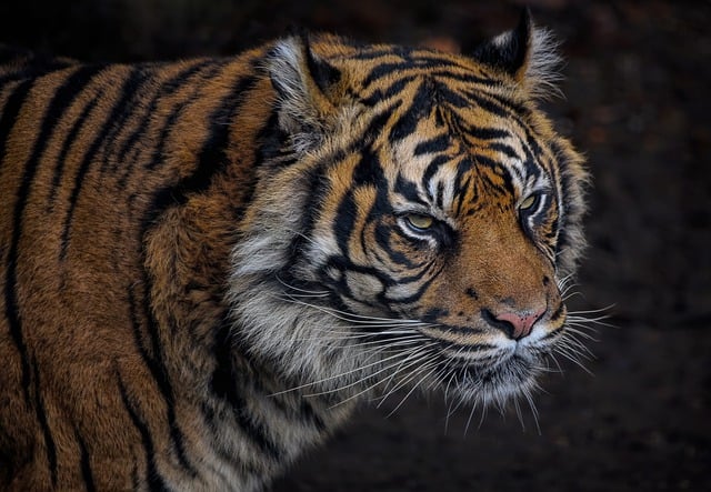 Free download sumatran tiger tiger feline big cat free picture to be edited with GIMP free online image editor