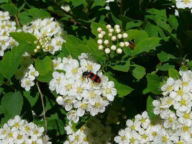 Free download Summer Beetle Flower -  free photo or picture to be edited with GIMP online image editor