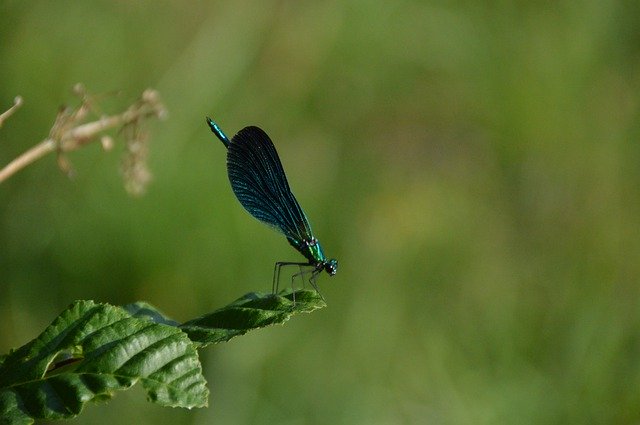 Descărcare gratuită Summer Bug Dragonfly - fotografie sau imagini gratuite pentru a fi editate cu editorul de imagini online GIMP