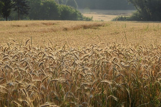 Téléchargement gratuit de Champ de céréales d'été - photo ou image gratuite à modifier avec l'éditeur d'images en ligne GIMP