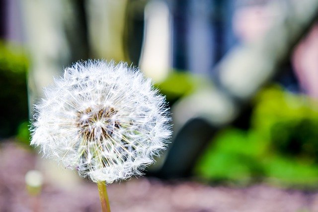 Unduh gratis Summer Dandelion Nature - foto atau gambar gratis untuk diedit dengan editor gambar online GIMP