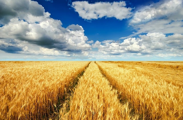 Free download summer field harvest ears of corn free picture to be edited with GIMP free online image editor