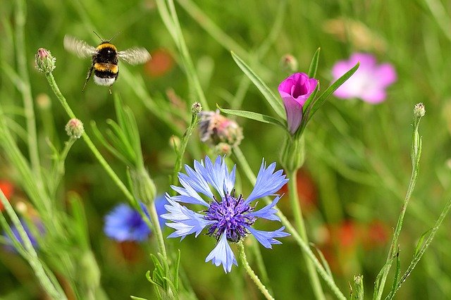 Gratis download Summer Flower Meadow Hummel - gratis foto of afbeelding om te bewerken met GIMP online afbeeldingseditor