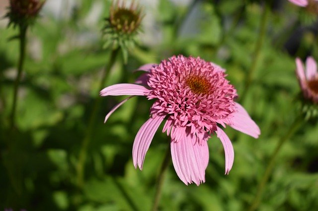 Kostenloser Download Summer Flower Red Close - kostenloses Foto oder Bild zur Bearbeitung mit GIMP Online-Bildbearbeitung