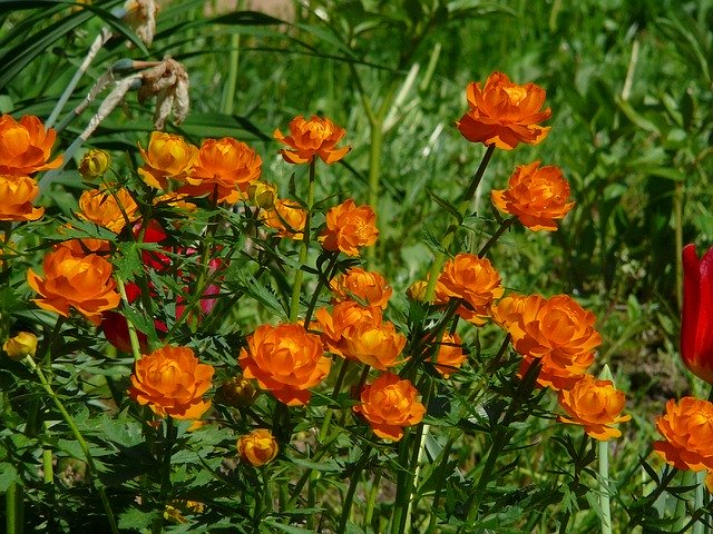 تنزيل Summer Flowers Garden مجانًا - صورة مجانية أو صورة ليتم تحريرها باستخدام محرر الصور عبر الإنترنت GIMP