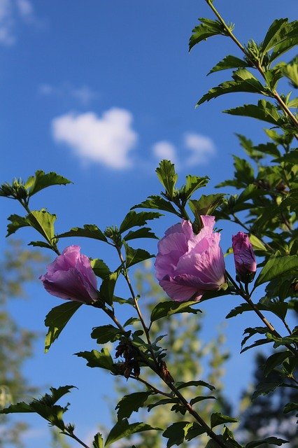 Free download Summer Flower Sky -  free photo or picture to be edited with GIMP online image editor