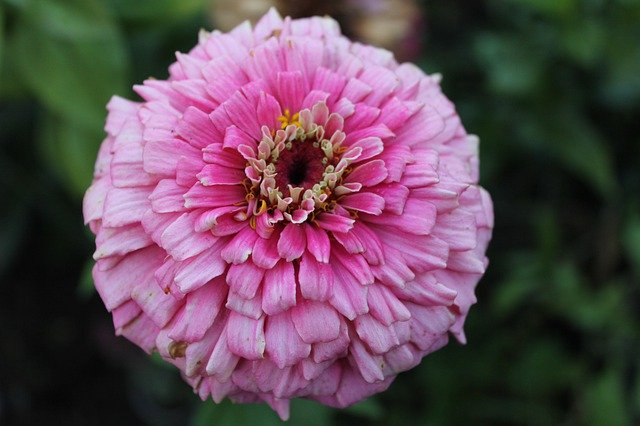 免费下载夏季花卉景观 - 使用 GIMP 在线图像编辑器编辑的免费照片或图片