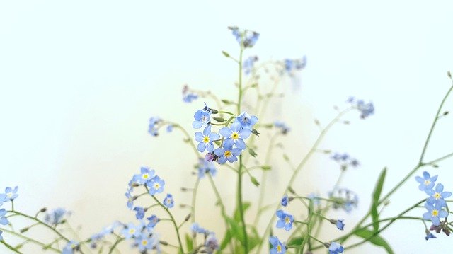 Muat turun percuma Summer Flowers Nature - foto atau gambar percuma untuk diedit dengan editor imej dalam talian GIMP