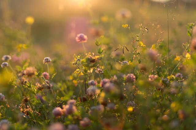 Free download summer flowers sunset grass light free picture to be edited with GIMP free online image editor