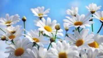 Free download Summer Flowers Wallpaper HD free photo or picture to be edited with GIMP online image editor