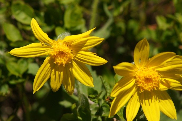 Free download Summer Flower Yellow Sunflower -  free photo or picture to be edited with GIMP online image editor