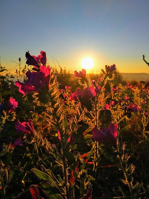 免费下载 Summer Garden Bloom - 使用 GIMP 在线图像编辑器编辑的免费照片或图片