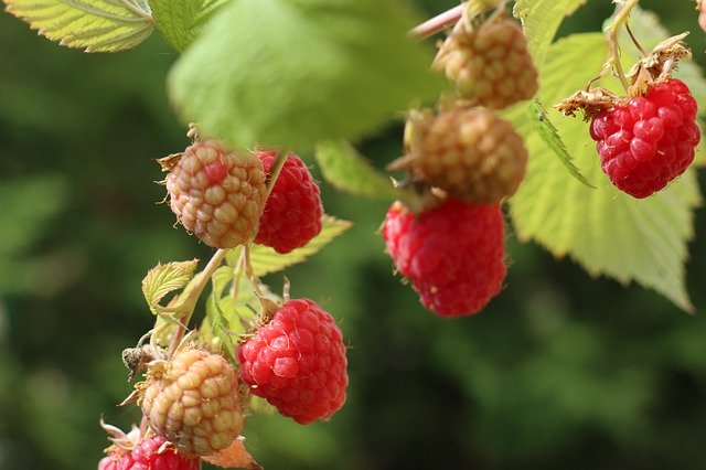 Bezpłatne pobieranie Summer Garden Nature - bezpłatne zdjęcie lub obraz do edycji za pomocą internetowego edytora obrazów GIMP