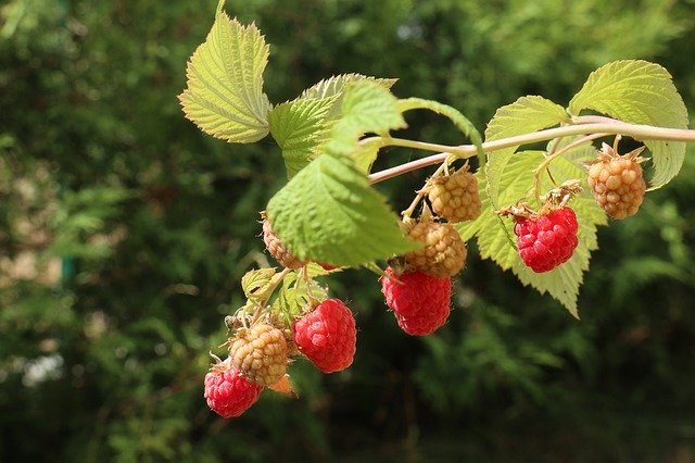 Summer Garden Plant 무료 다운로드 - 무료 사진 또는 김프 온라인 이미지 편집기로 편집할 사진