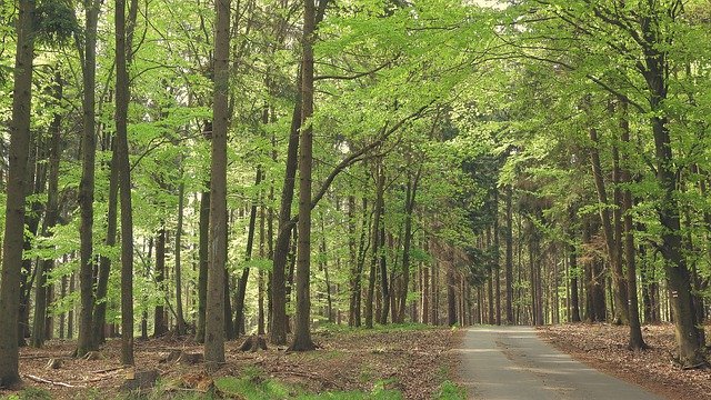 Descărcare gratuită Summer In The Woods Forest - fotografie sau imagini gratuite pentru a fi editate cu editorul de imagini online GIMP