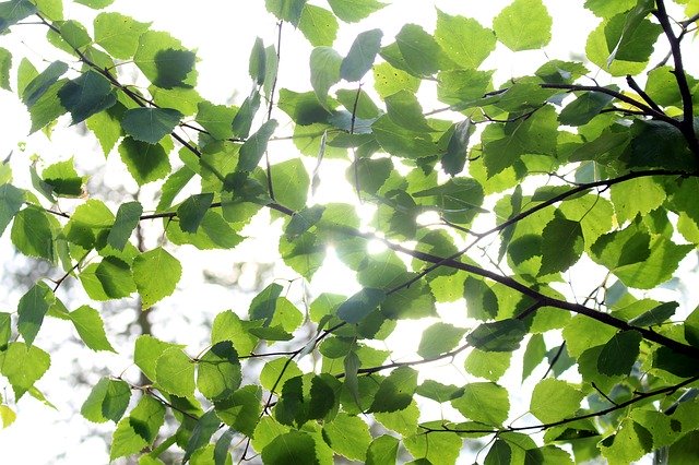 Muat turun percuma Summer Leaf Foliage - foto atau gambar percuma untuk diedit dengan editor imej dalam talian GIMP