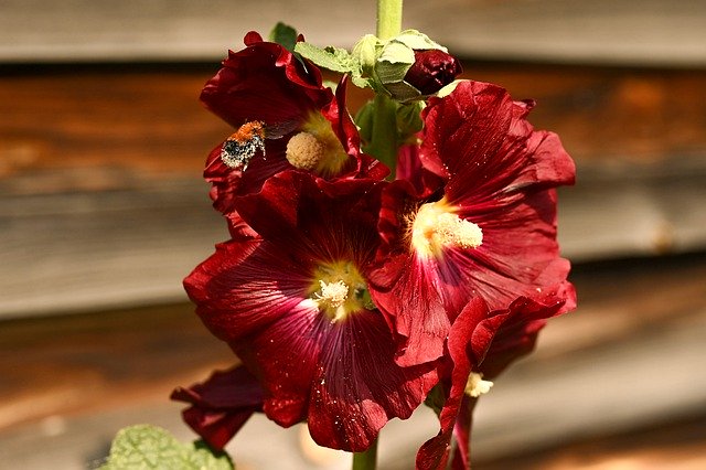 دانلود رایگان Summer Macro Flower - عکس یا تصویر رایگان قابل ویرایش با ویرایشگر تصویر آنلاین GIMP