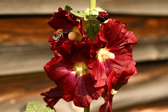 ດາວໂຫຼດຟຣີ Summer Macro Flower - ຮູບພາບຫຼືຮູບພາບທີ່ບໍ່ເສຍຄ່າເພື່ອແກ້ໄຂດ້ວຍຕົວແກ້ໄຂຮູບພາບອອນໄລນ໌ GIMP