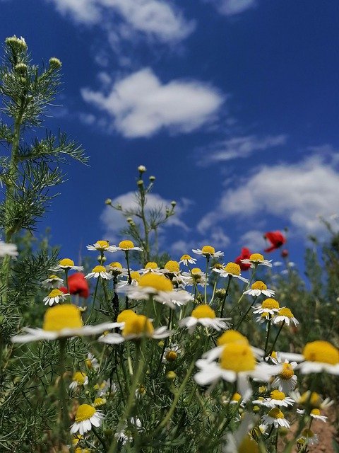 Download gratuito Summer Meadow Chamomile: foto o immagine gratuita da modificare con l'editor di immagini online GIMP