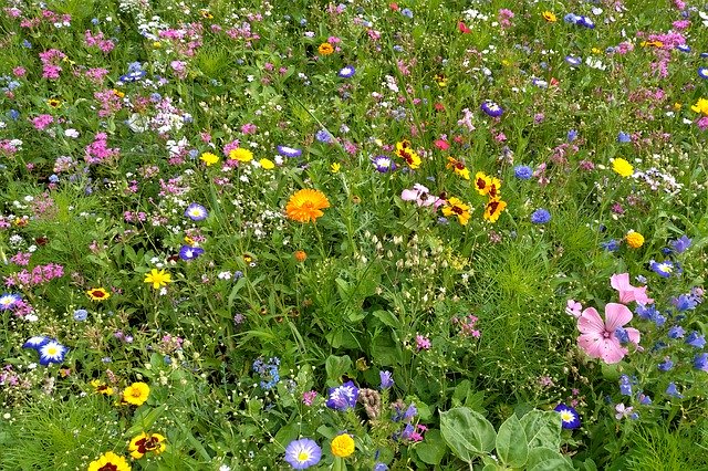 Descarga gratuita Summer Meadow Flowers Park: foto o imagen gratuita para editar con el editor de imágenes en línea GIMP