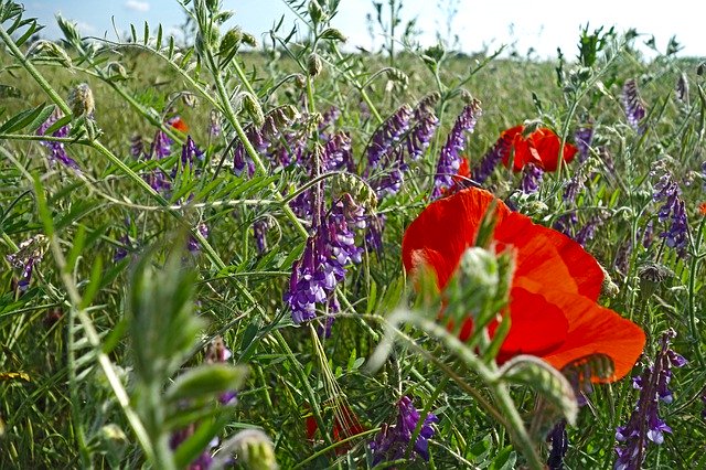 Libreng download Summer Meadow Poppies Vetches - libreng larawan o larawan na ie-edit gamit ang GIMP online na editor ng imahe