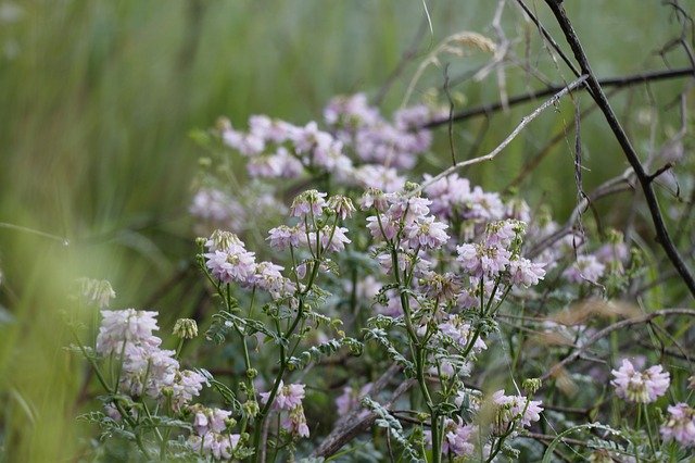 Free download Summer Motley Grass Meadows -  free photo or picture to be edited with GIMP online image editor