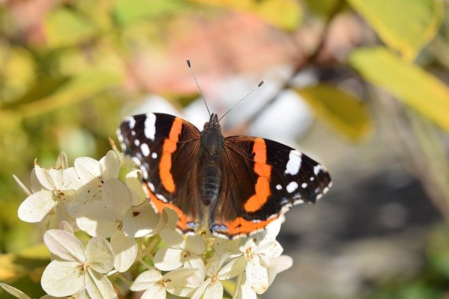 Free download Summer Nature Butterfly -  free photo or picture to be edited with GIMP online image editor