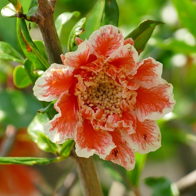 ดาวน์โหลดฟรี Summer Nature Plant - ภาพถ่ายหรือรูปภาพฟรีที่จะแก้ไขด้วยโปรแกรมแก้ไขรูปภาพออนไลน์ GIMP