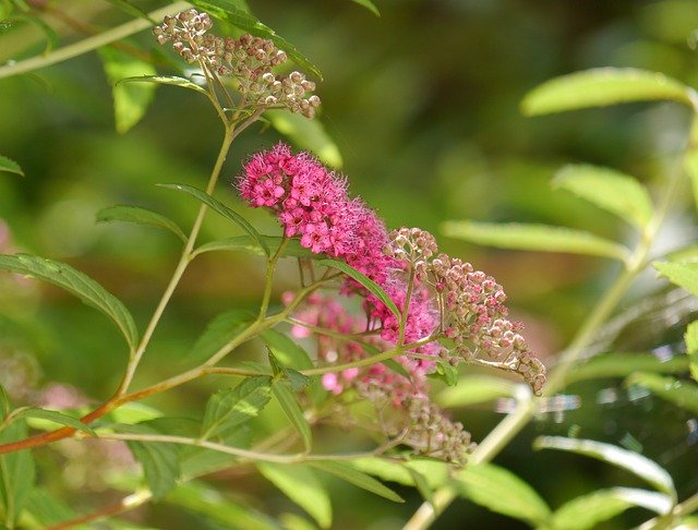 Téléchargement gratuit de la plante ornementale de Pierre d'été - photo ou image gratuite à éditer avec l'éditeur d'images en ligne GIMP