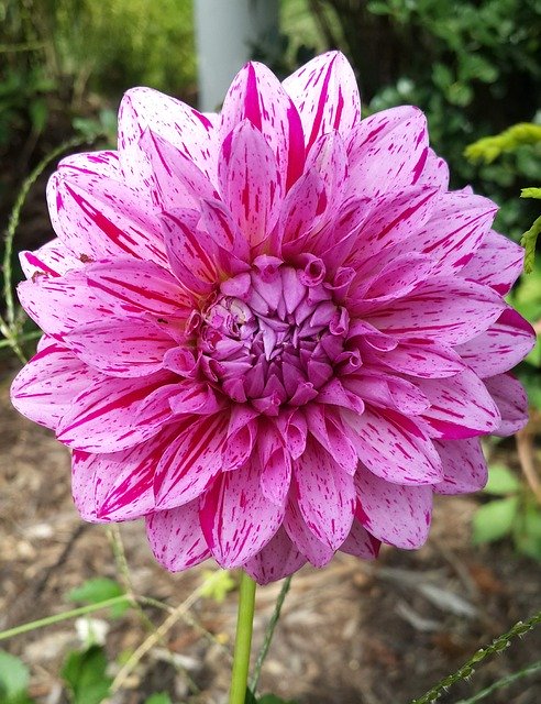 Téléchargement gratuit Summer Pink Flower - photo ou image gratuite à éditer avec l'éditeur d'images en ligne GIMP