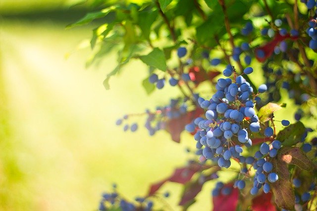 Muat turun percuma Summer Plant Sun - foto atau gambar percuma untuk diedit dengan editor imej dalam talian GIMP