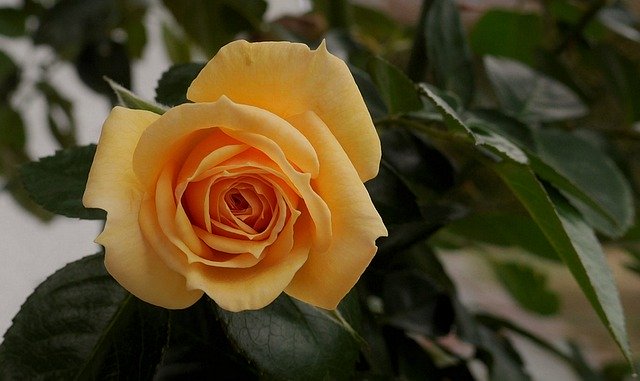 Free download Summer Rose Yellow -  free photo or picture to be edited with GIMP online image editor
