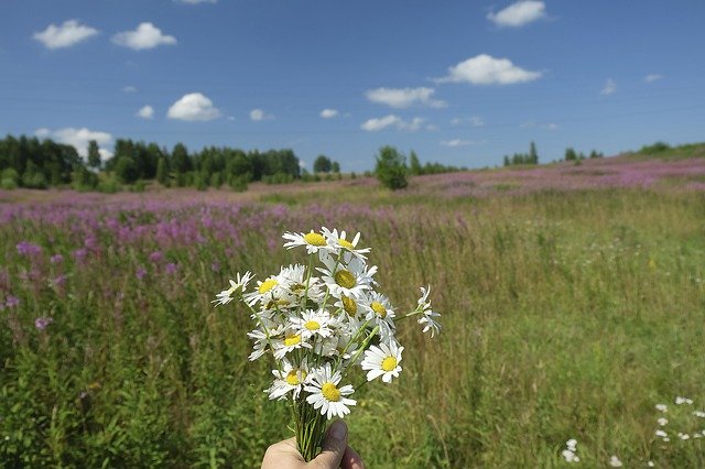 Free download Summer Russia Beauty -  free photo or picture to be edited with GIMP online image editor