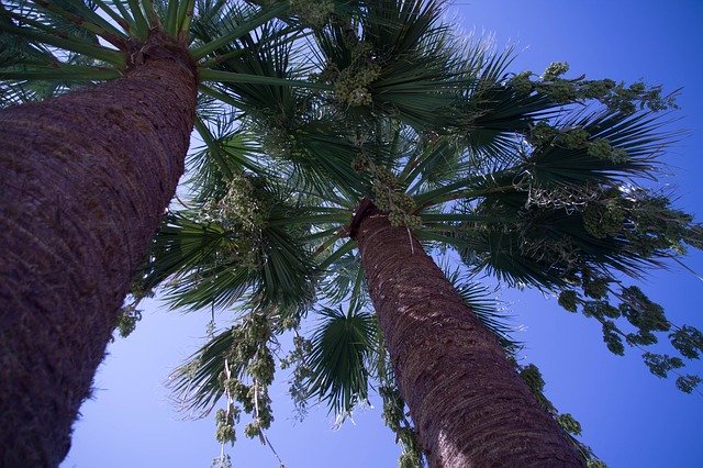 Descărcare gratuită Summer Sky Palm - fotografie sau imagine gratuită pentru a fi editată cu editorul de imagini online GIMP