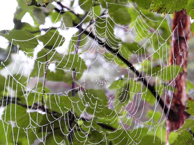 Free picture Summer Spiderweb The Dew -  to be edited by GIMP free image editor by OffiDocs