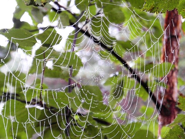 Bezpłatne pobieranie Summer Spiderweb The Dew - darmowe zdjęcie lub obraz do edycji za pomocą internetowego edytora obrazów GIMP