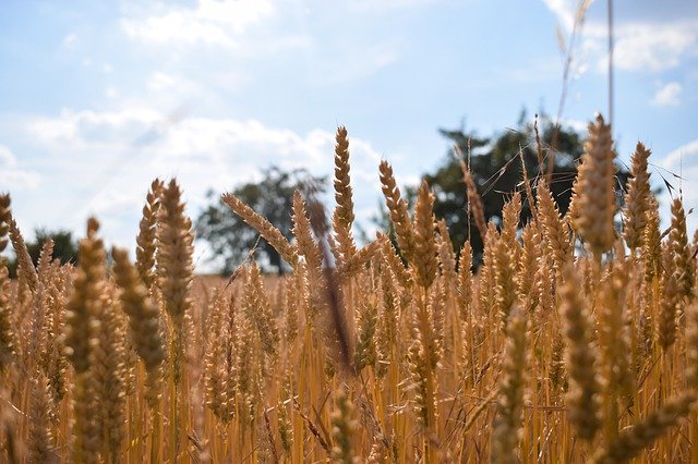 ດາວ​ໂຫຼດ​ຟຣີ Summer Sun Landscape - ຮູບ​ພາບ​ຟຣີ​ຫຼື​ຮູບ​ພາບ​ທີ່​ຈະ​ໄດ້​ຮັບ​ການ​ແກ້​ໄຂ​ກັບ GIMP ອອນ​ໄລ​ນ​໌​ບັນ​ນາ​ທິ​ການ​ຮູບ​ພາບ​