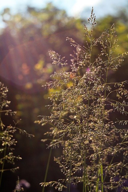 Téléchargement gratuit Summer Sun The SunS Rays - photo ou image gratuite à éditer avec l'éditeur d'images en ligne GIMP