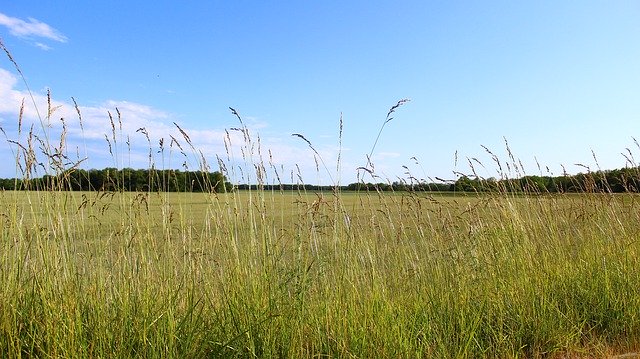 הורדה חינם של Summer View Ears - תמונה או תמונה בחינם לעריכה עם עורך התמונות המקוון GIMP