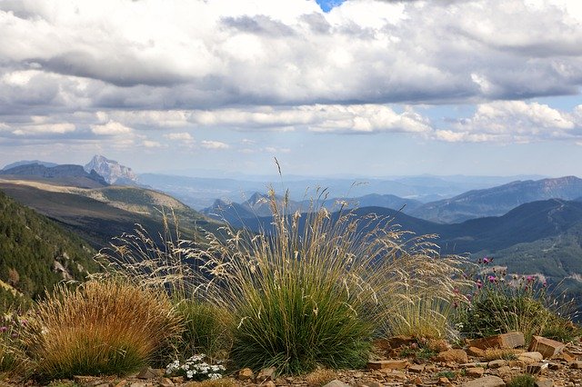 Muat turun percuma Summit Flora High Mountain - foto atau gambar percuma untuk diedit dengan editor imej dalam talian GIMP