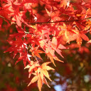 Sun and wind and leaves  screen for extension Chrome web store in OffiDocs Chromium